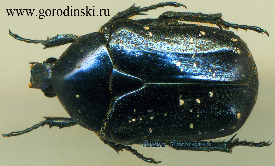 http://www.gorodinski.ru/cetoniidae/potosia impovida.jpg